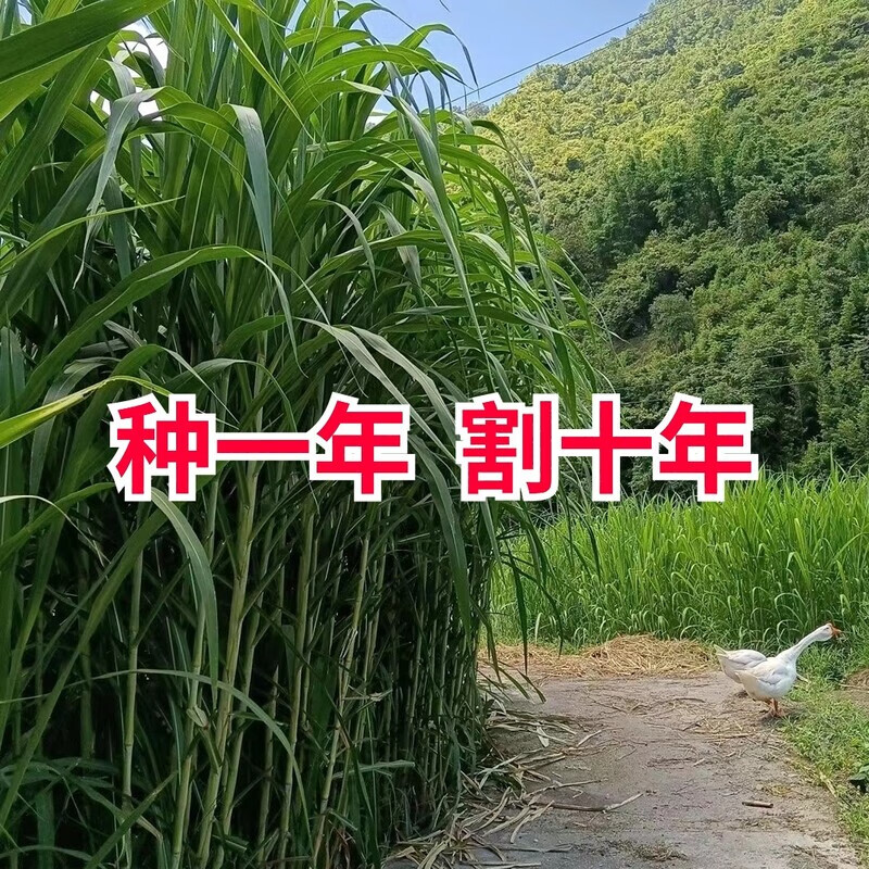 甜象草3号种节无毛高产耐寒皇竹草巨菌草种子多年生四季常青牧草 无毛甜象草100节送生根粉