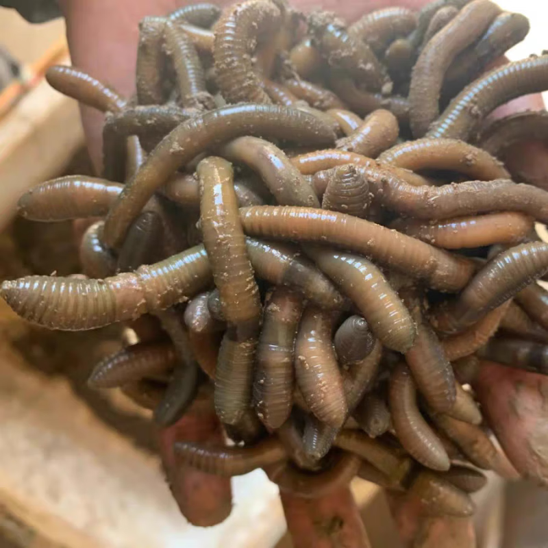 青蚯蚓鲜活鱼饵钓黄鳝青蚯蚓钓黄鳝诱饵活饵蚯蚓 中号1斤(顺丰快递)