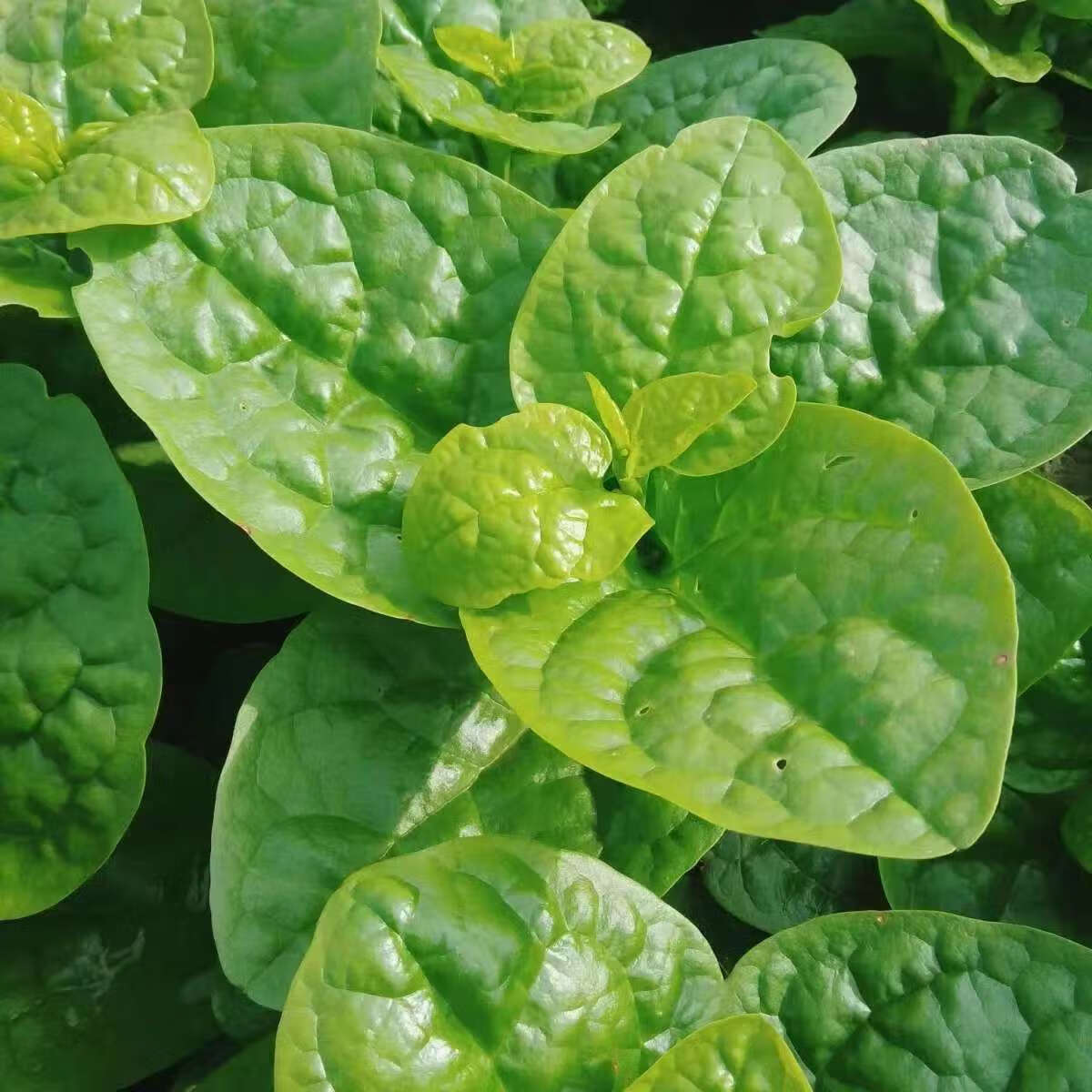 木耳菜新鲜软浆叶豆腐菜四川特产农家自种蔬菜软江叶 1斤