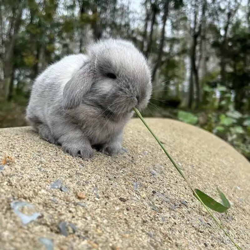 宠物兔公主荷兰垂耳兔侏儒兔迷你小型茶杯兔长不大家养 暹罗垂耳兔 可