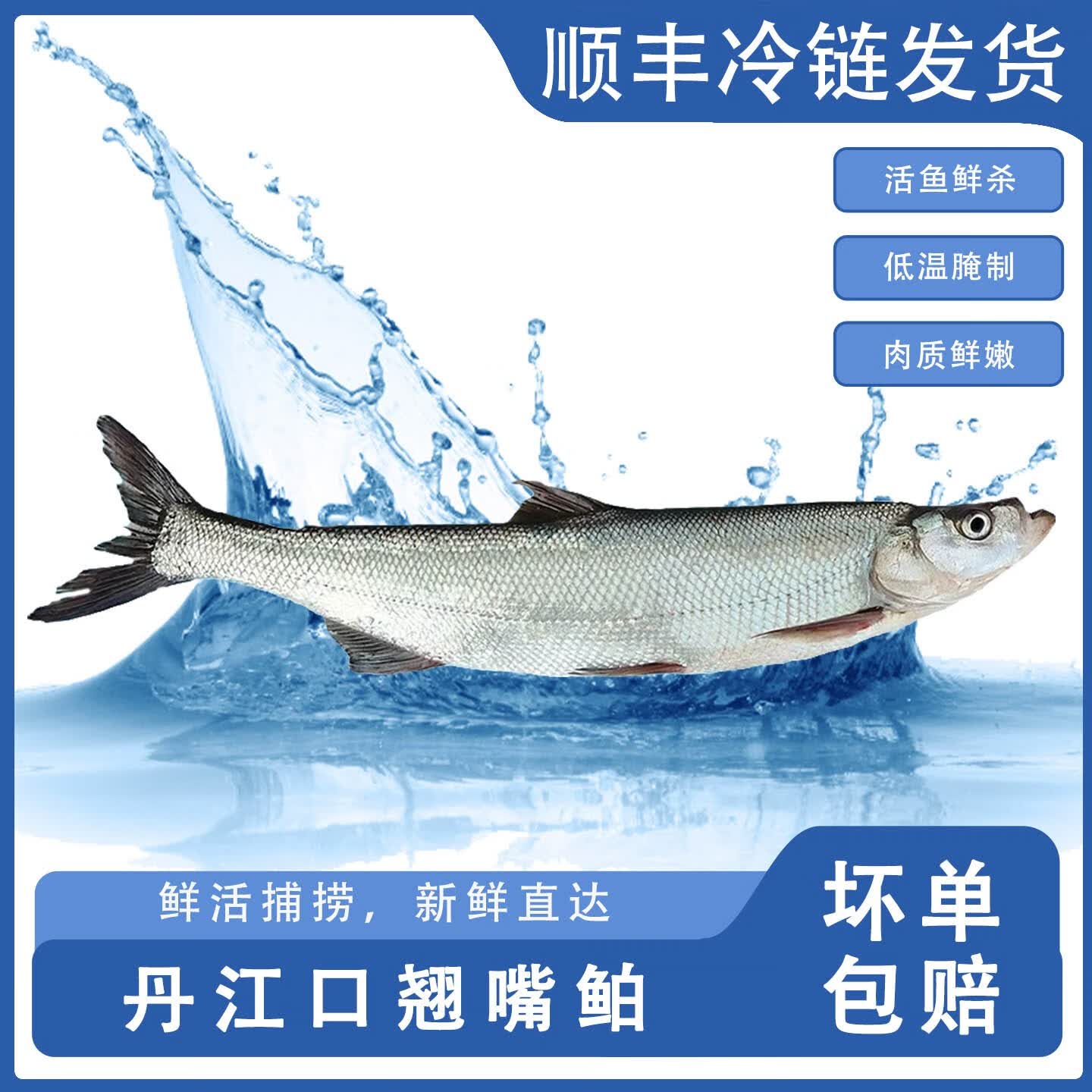 楚食比亚丹江口市翘嘴鲌三去免处理活鱼现杀翘嘴白鱼翘嘴鱼大白刁鱼礼盒 4斤装（1.4-2斤左右每条）2-3条