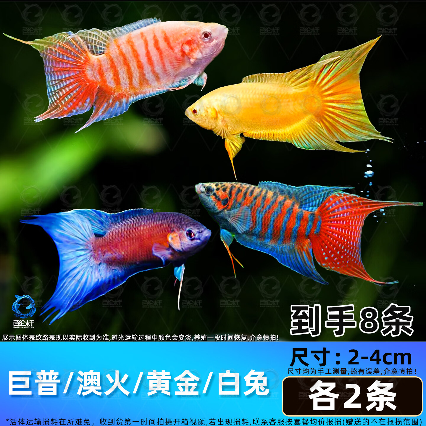 百纶木千中国斗鱼观赏鱼冷水鱼小鱼淡水鱼缸宠物活鱼好养耐活金鱼 巨普+澳火+黄金+白兔各2条 共8条