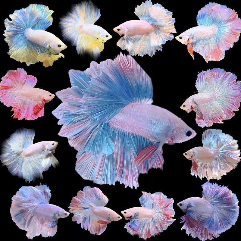 赛级泰国斗鱼粉白半月公网红仙女婚纱鱼观赏鱼将军马