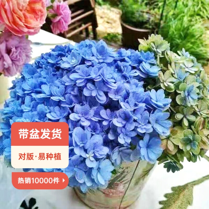 虹越（HONGYUE）大花繡球花盆栽苗 無(wú)盡夏花手鞠萬(wàn)華錦繡球八仙花庭院陽(yáng)臺花卉 【大花繡球】“佳澄”1加侖