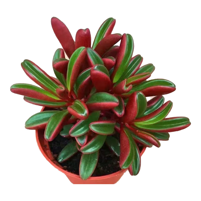 �챳���ݶ����Ŷ�ͷ��׮��ֲϡ�й������ֲ������Ȥζ�������� �챳���ݶ�ͷ ������ 8.99Ԫ