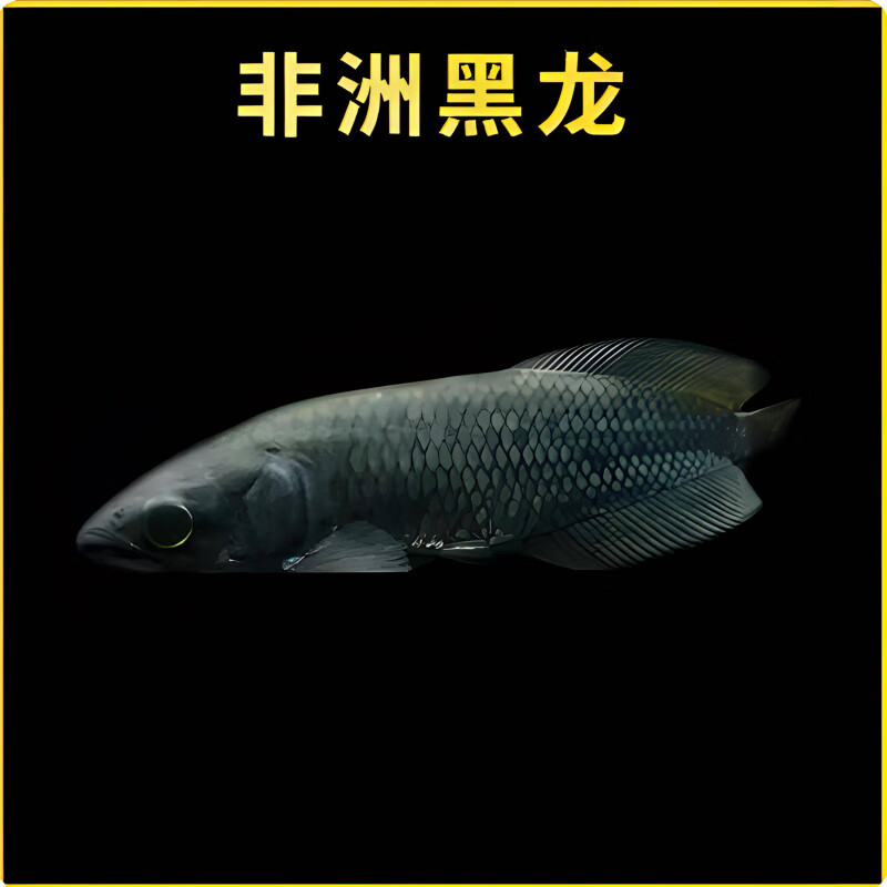 非洲黑龙金龙红龙热带银龙大型观赏鱼龙鱼好养耐活黑色龙鱼活体鱼