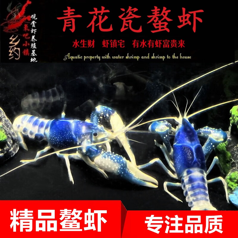 御趣鳌虾观赏虾淡水龙虾宠物鱼缸清洁火山破坏者天空蓝魔虾青花瓷螯虾 青花瓷螯虾 4-4.5cm