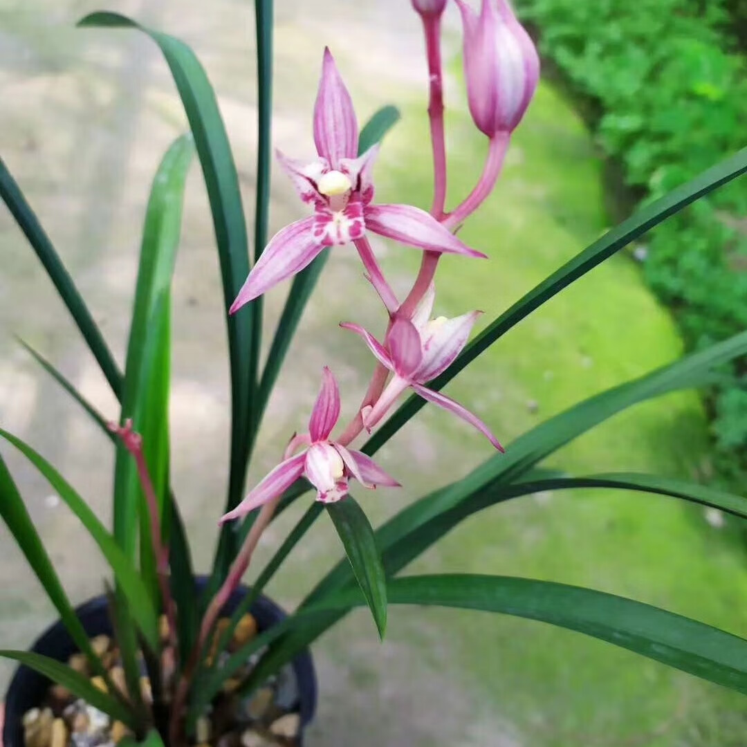 建兰 四季兰 八大红花 红娘 绿植花卉盆栽 花期有带花苞 建兰红花红娘