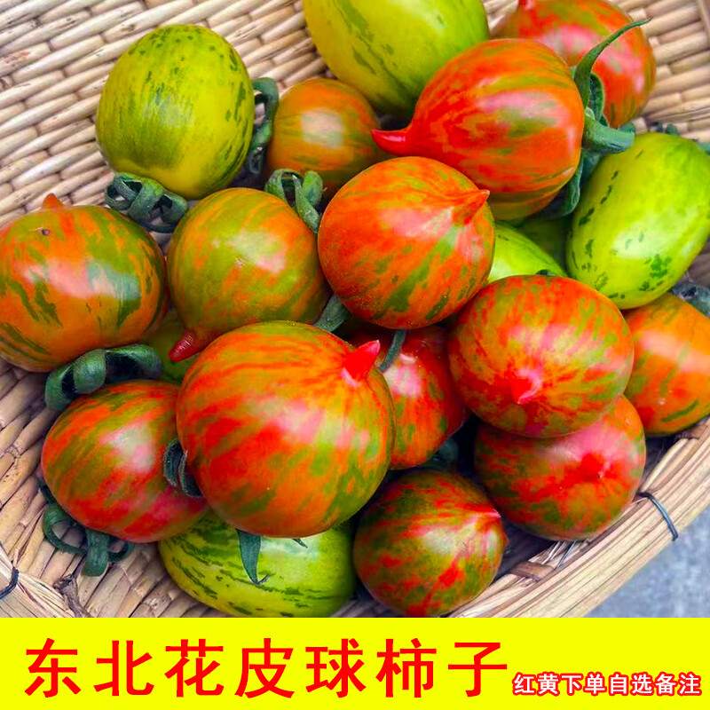 新开园黄虎皮番茄水果东北皮球柿子虎皮柿子新鲜小番茄花皮球 1斤 10