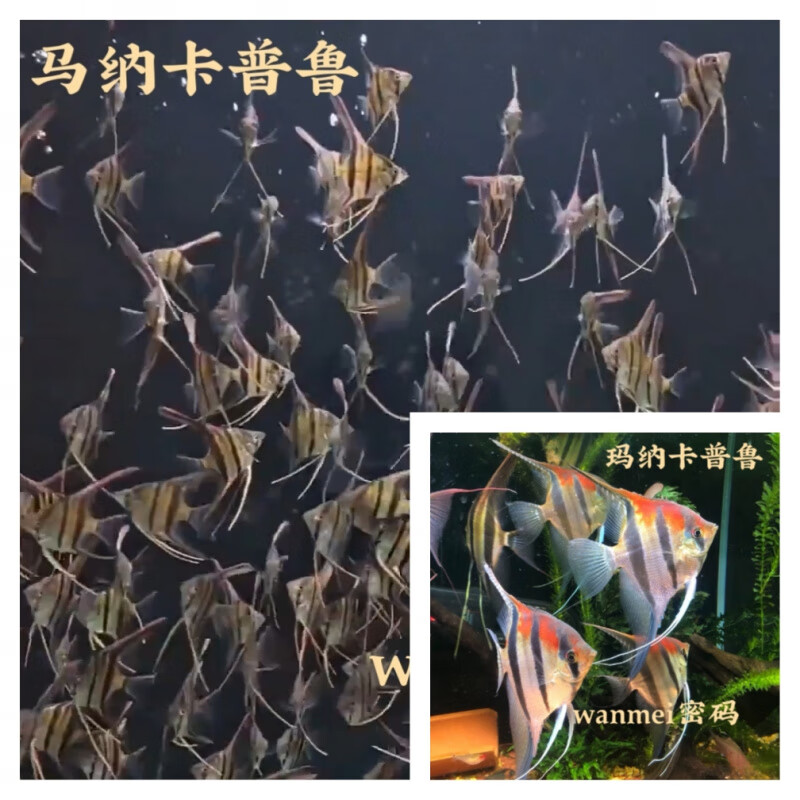 红背埃及马纳卡普鲁伊莎贝尔秘鲁七彩神仙燕鱼小型南美热带观赏鱼