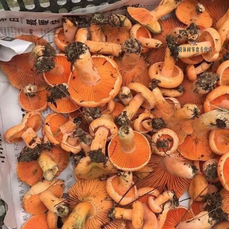 美意颂松树菌乌枞松菌黄松菌黄枞菌松针蘑菇四季可种菌包原种黄丝菌