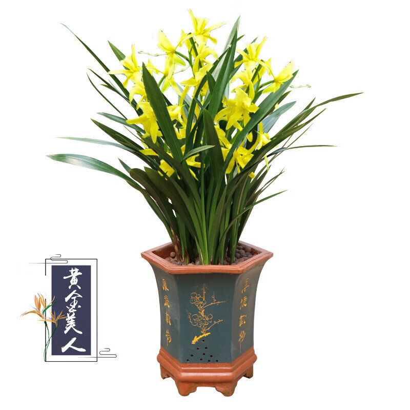 黄金美人【墨兰】 8