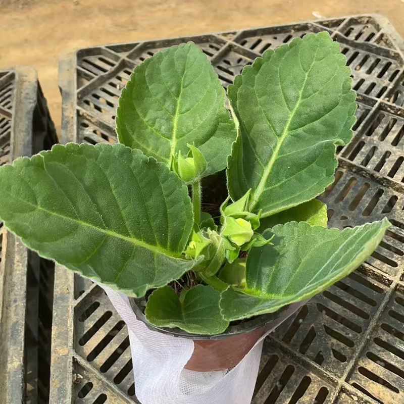 重瓣大岩桐花苗富贵芙蓉花卉室内观赏盆栽带花苞基地直发四季开花 红色 【带花发货】约15-20cm高 带盆栽好
