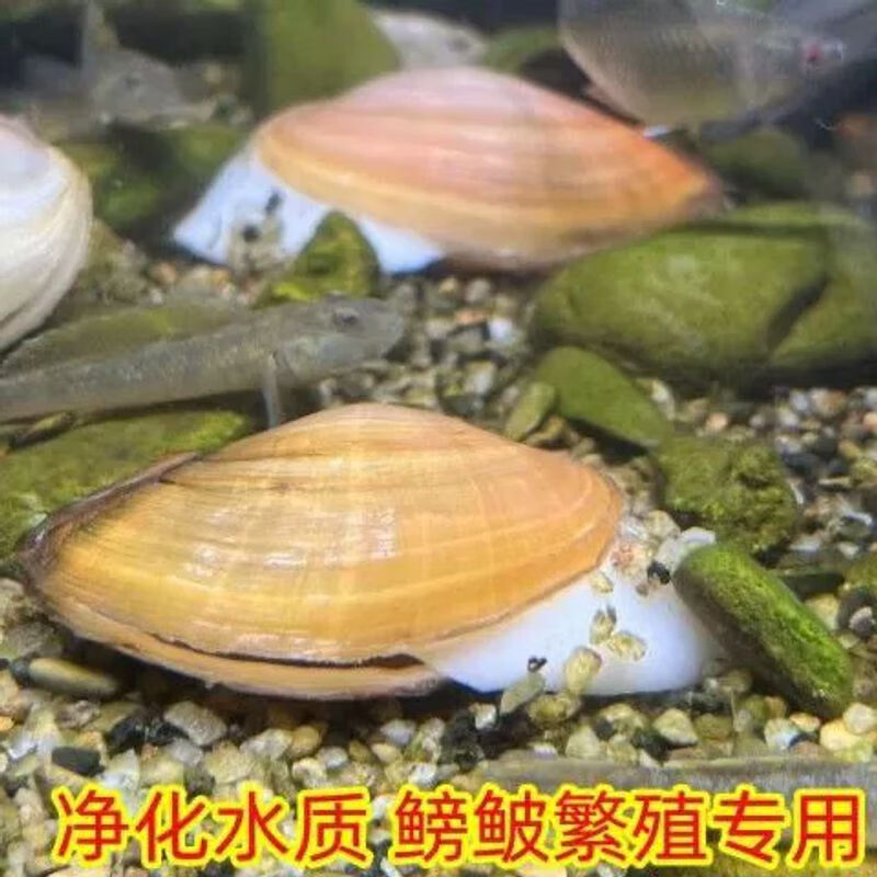 澤馭名寵黃金河蚌黃金蜆觀賞凈水專吃魚糞大號河蚌活體寵物清理淡水螺 普通河蚌10-12cm 2個送一個