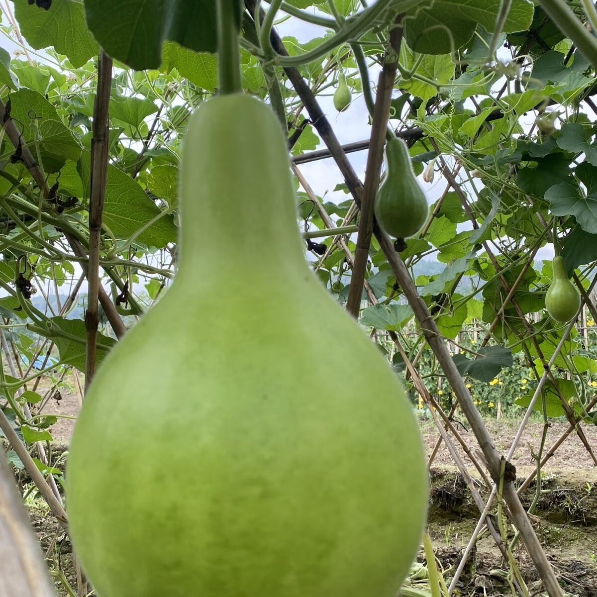 云南新鲜葫芦瓜瓢瓜食用菜葫芦甜葫芦时令蔬菜嫩圆葫芦梁河特产 1斤新鲜葫芦瓜可以炒菜炖肉