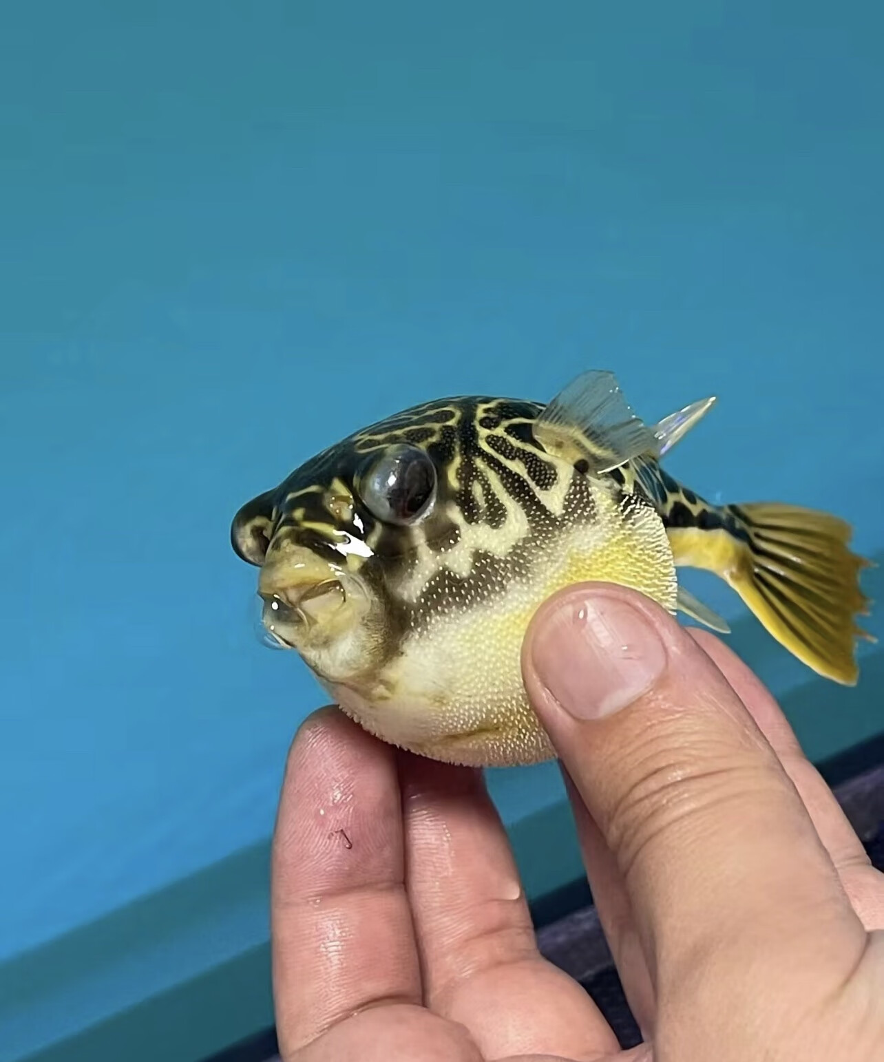 水财神斑马狗头河豚鱼鱼苗热带鱼观赏鱼淡水河豚凶猛鱼好养耐活皇冠