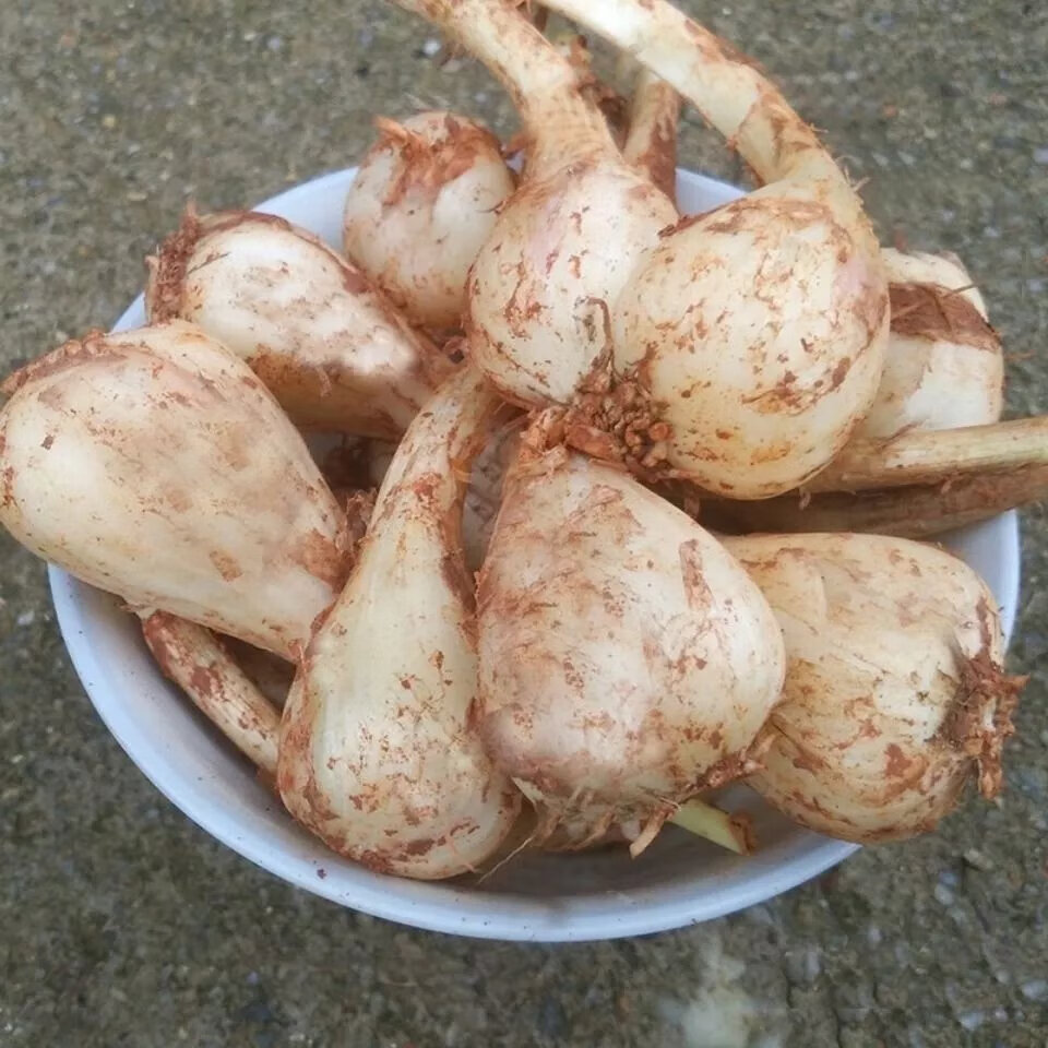 【精选s级】农家自种藠头新鲜蔬菜现挖茭头无叶荞头蕌头新鲜荞头 1斤