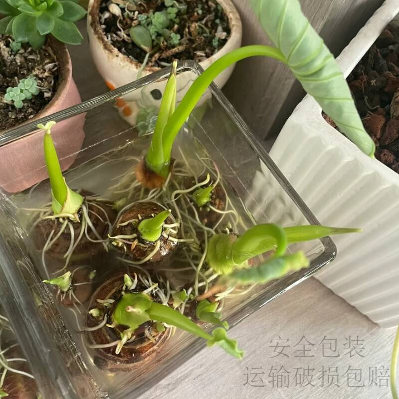 水培芋头懒人盆栽户外绿植鱼池水净化四季常青植物沼泽养龟青芋苗 六种沼泽植物组合