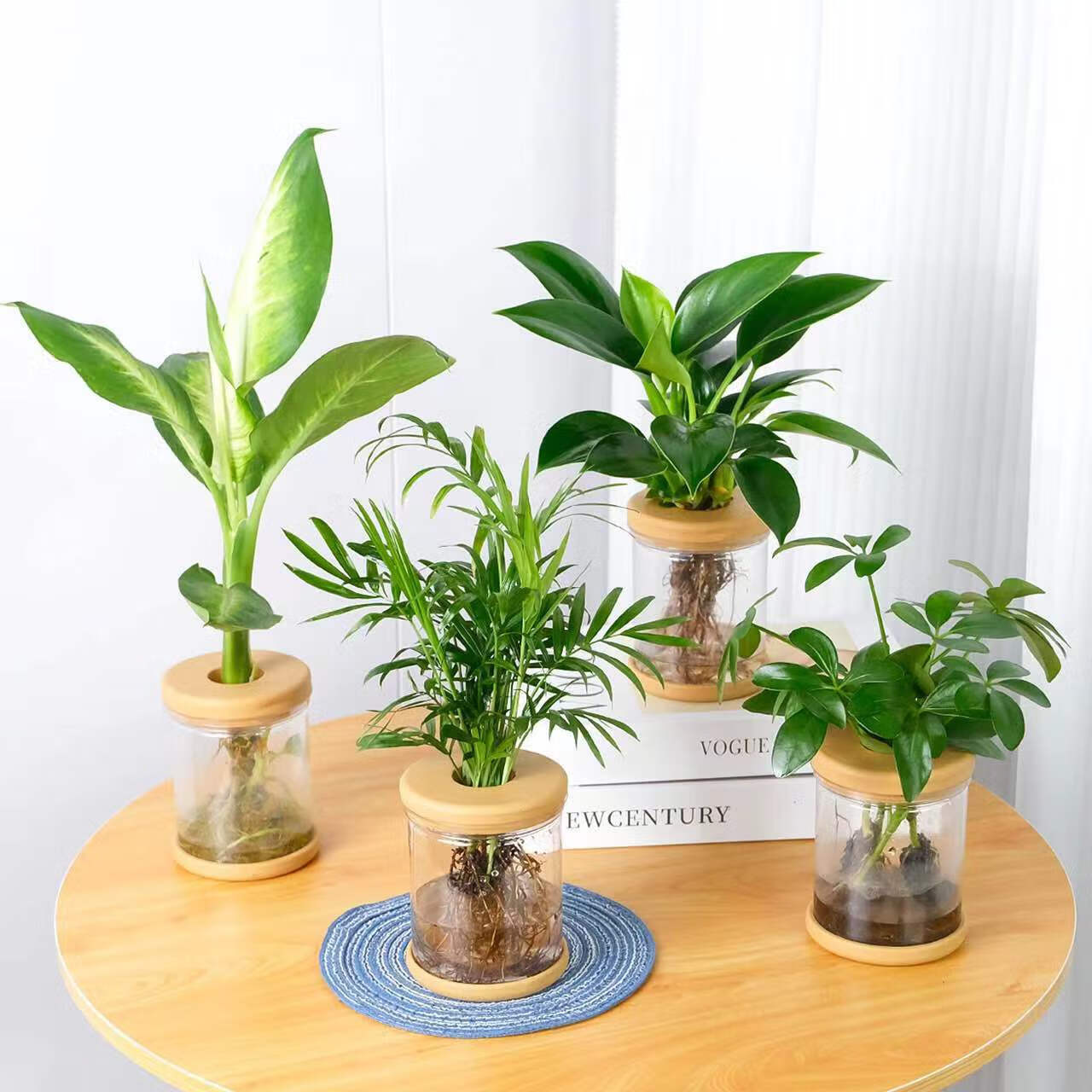 花点时间 桌面水培盆栽*4盆 含瓶