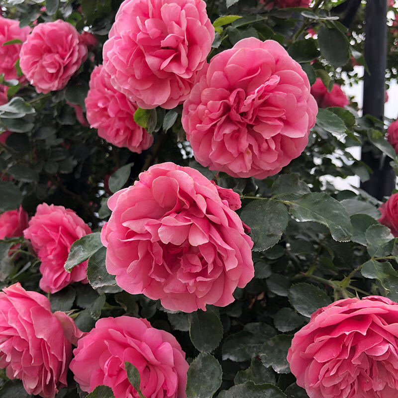 粉色达芬奇(1米5高)大花四季 不含盆