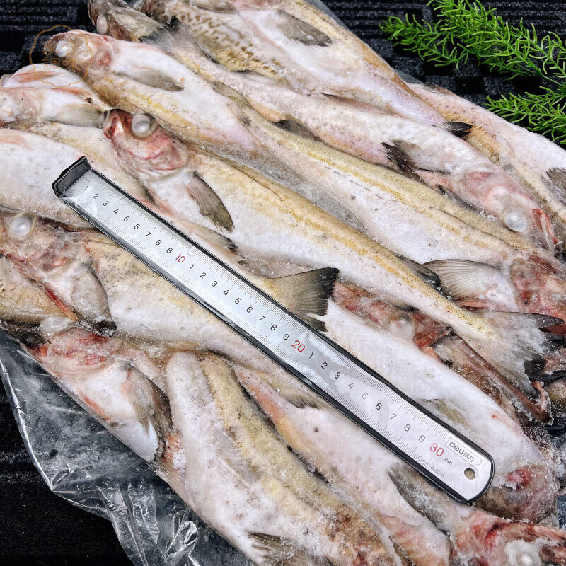 東北吉林新鮮冷凍棒子魚延邊美食朝鮮棒魚鱈魚延吉棒砸魚 【順豐】明太魚(4-6兩_條) 10kg