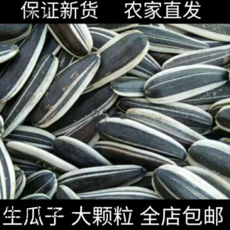 生瓜子批发10斤5斤内蒙古特大生瓜子批发大粒新货原味散装葵花籽 【新货生瓜子】5斤【超大颗粒】