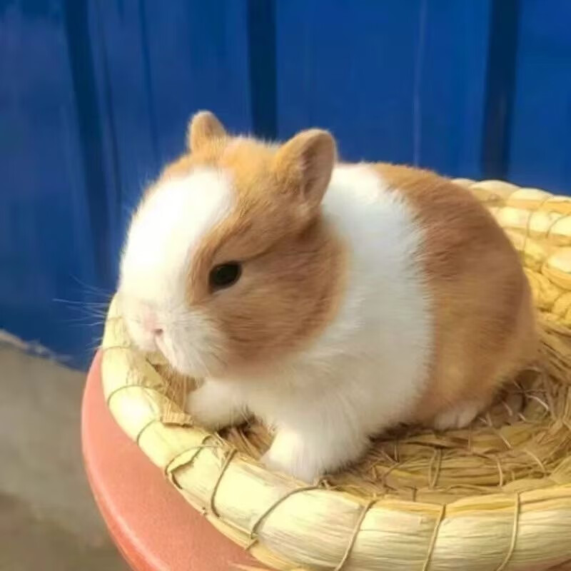 兔子活物侏儒兔凤眼小型茶杯兔长不大不咬人宠物荷兰垂耳兔子活体