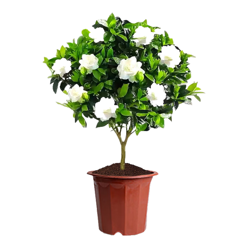 ���ڲ����������ΰ��������ӻ�������ֲ�ļ�����30cm�������ӻ�+ԭ��Դͷֱ�� 107.64Ԫ��4��(��26.91Ԫ/��)