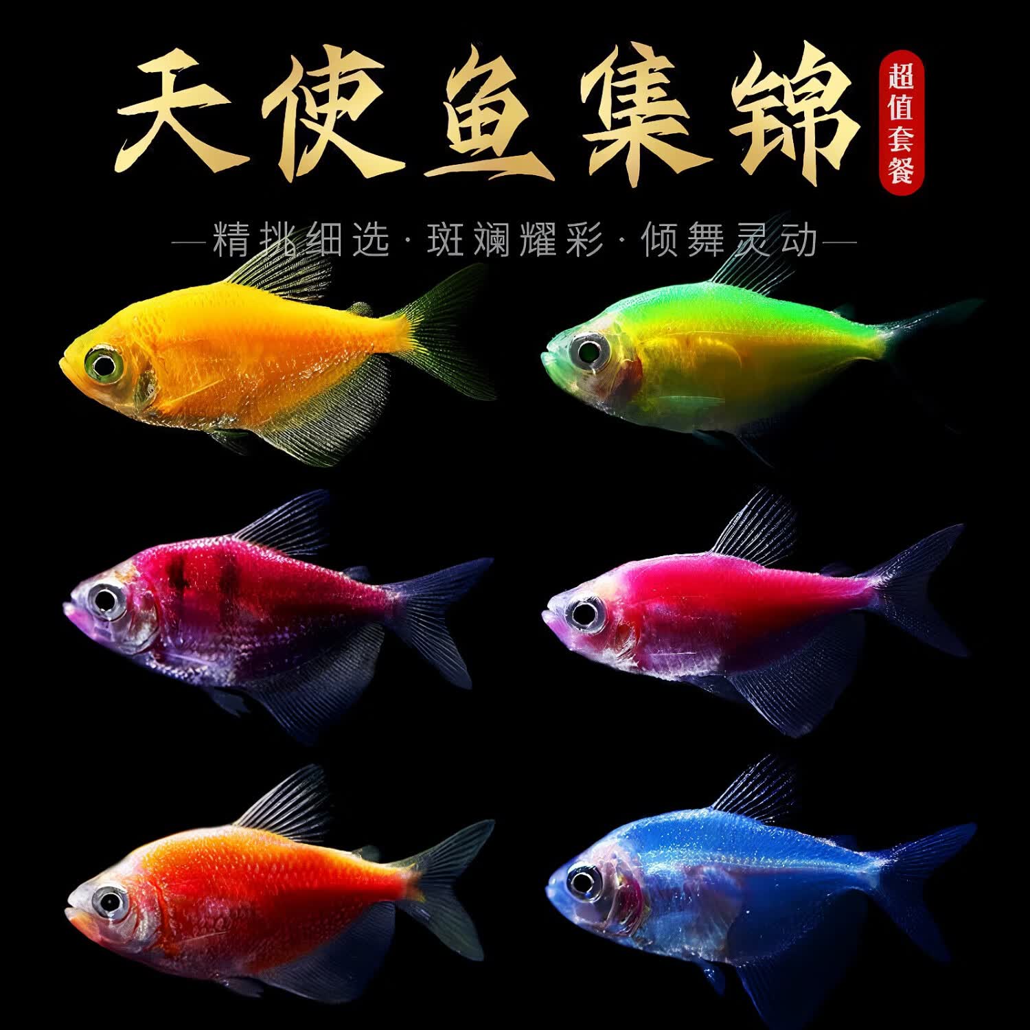 易萌天使鱼活体小型热带鱼观赏鱼耐活鱼淡水鱼观赏鱼群游3-4cm 天使鱼随机27条加送备损3条