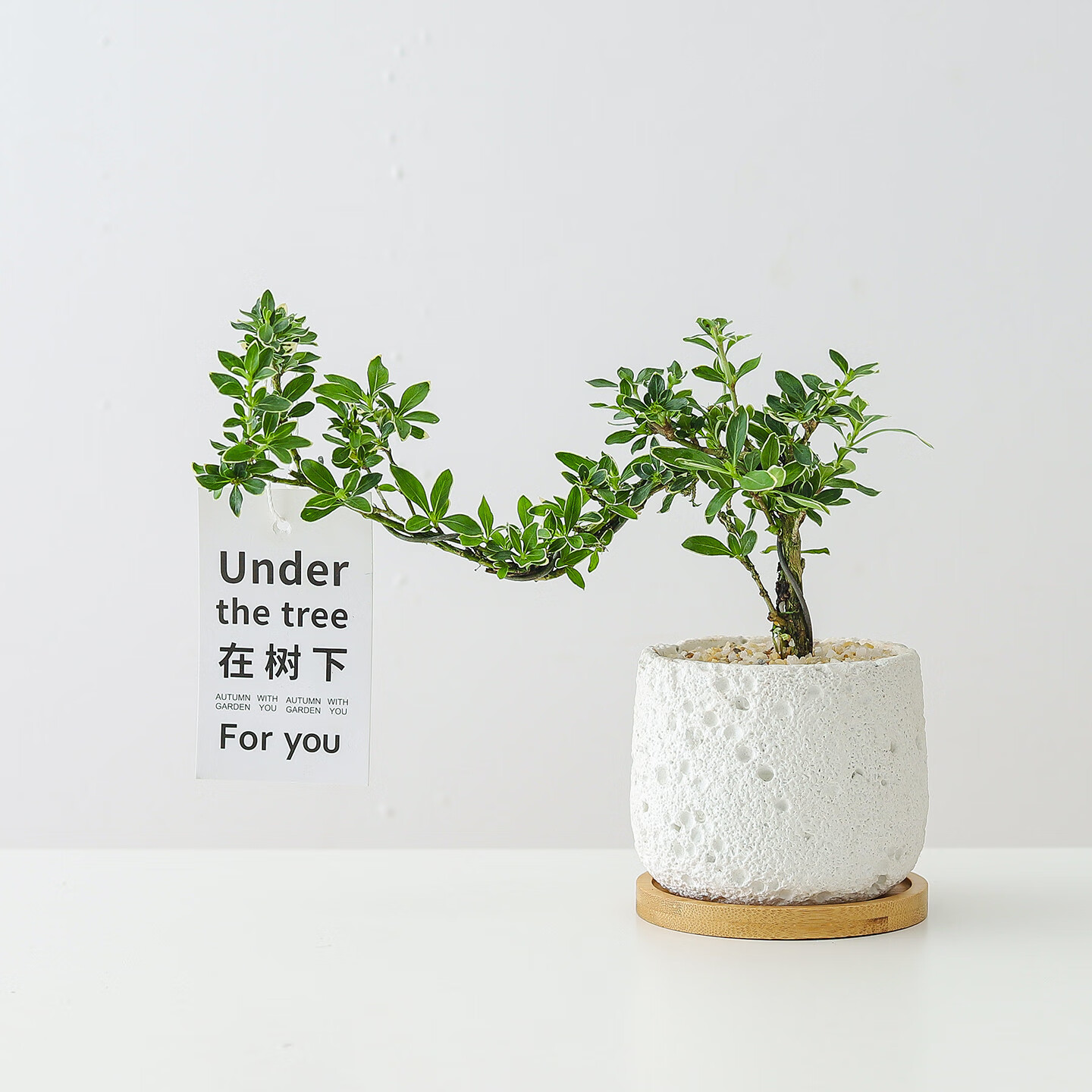 ϲȵ˵����ѩ���԰칫���ڻ����ļ��������������������ڼ��辰���� ����ѩ-�����»�ɽ��-����-����� �����Ժ�