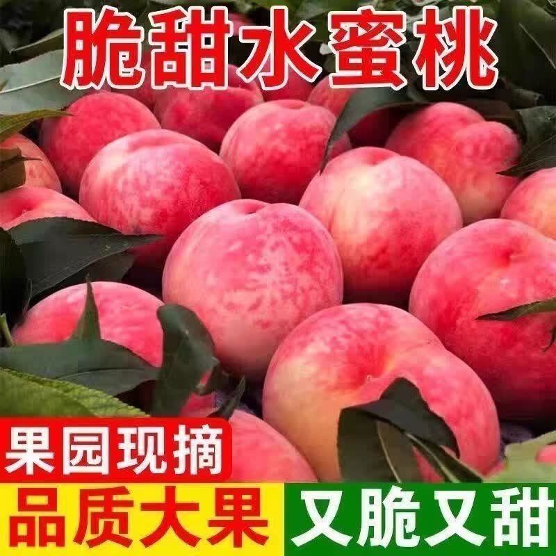 栩季（XUJI）山东蒙阴新鲜脆桃 水蜜桃脆毛桃孕妇应季时令水果礼盒 5斤