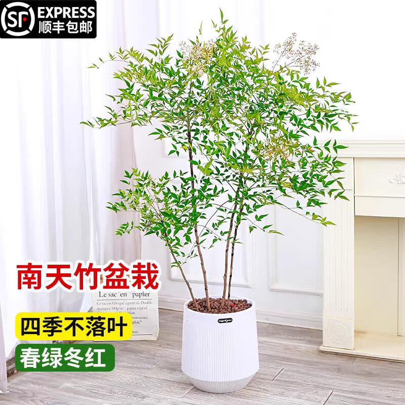 手耕田南天竹盆栽客厅大型绿植室内外落地式办公室观叶庭院植物四季好养 南天竹老桩1.6-1.8米4-6分枝配