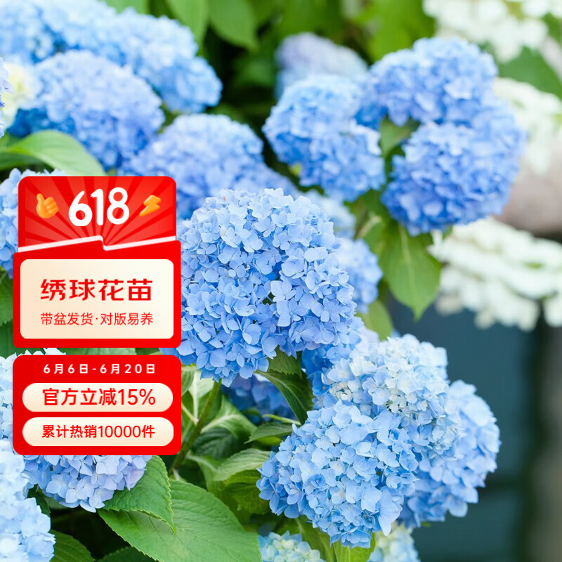 虹越（HONGYUE）大花繡球花盆栽苗 無盡夏花手鞠萬華錦繡球八仙花庭院陽臺花卉 【大花繡球】“無盡夏”2加侖