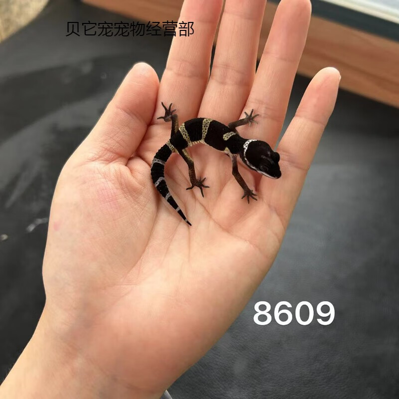 黑夜豹纹守宫宠物肥尾入门可爱小苗亚成多品种选 8609