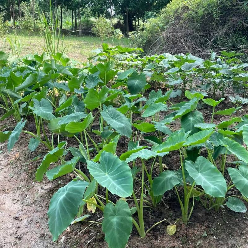 水培芋头懒人盆栽户外绿植鱼池水净化四季常青植物沼泽养龟青芋苗 六种沼泽植物组合
