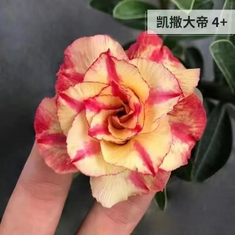 沙漠玫瑰多枝条根茎粗大懒人易养活室内外 重瓣