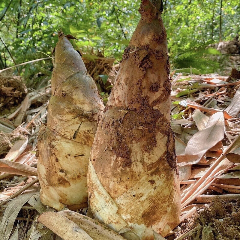 广东埔田竹笋新鲜春笋甜笋带壳麻竹笋整箱批发农家现挖当季蔬菜 2斤甜