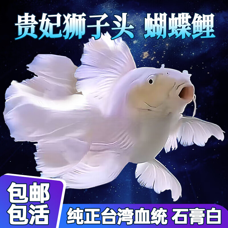 狮子头贵妃纯种短身球体蝴蝶鲤鱼锦鲤耐寒淡水冷水观赏鱼苗 狮头球体
