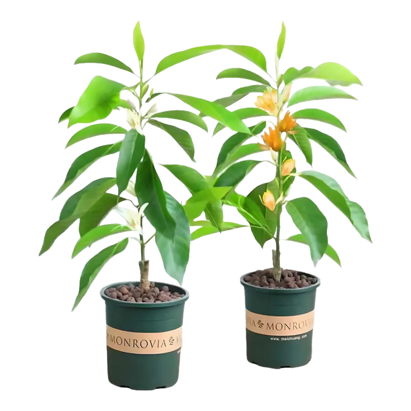 白蘭花盆栽樹苗帶花苞玉蘭花室內(nèi)庭院四季開花濃香花卉黃角蘭植物 精品黃蘭1.2米老樁（帶花苞）白瓷盆 含盆