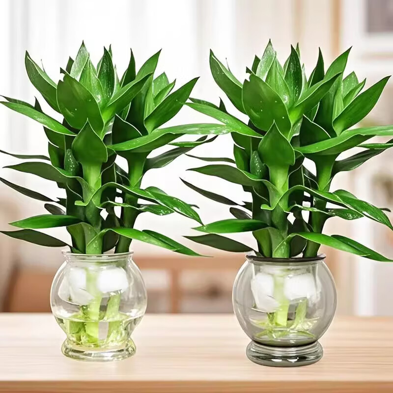 恰意观音竹富贵竹水培植物带根花卉绿植绿萝室内盆栽转运竹带花瓶好养 观音竹6颗+烟灰/透明鱼缸塑制瓶2个+营养液