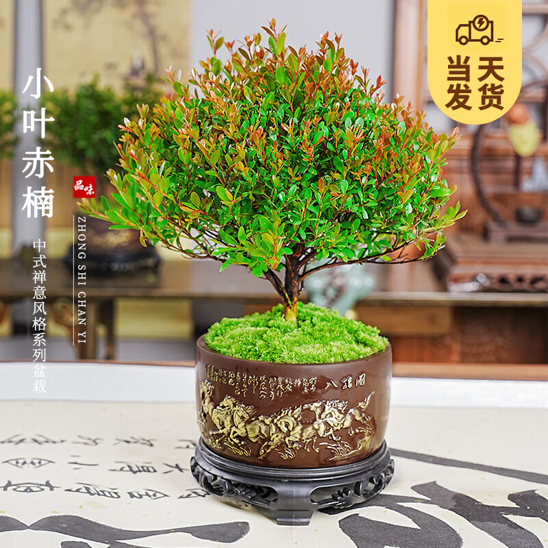 ��ʱ�� �ڹǲ�СҶ��̴���� ��ʽ�����辰����۾���׮����ľ������ֲ СҶ���+�˿�ͼ��+����