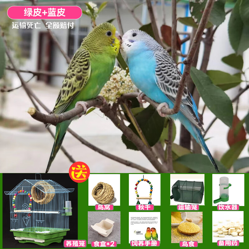 万等鹦鹉活鸟包活云斑鹦鹉中小型会说话手养虎皮鹦鹉活物家养宠物小鸟 篮虎皮+绿虎皮+豪华鸟笼+鸟窝+秋
