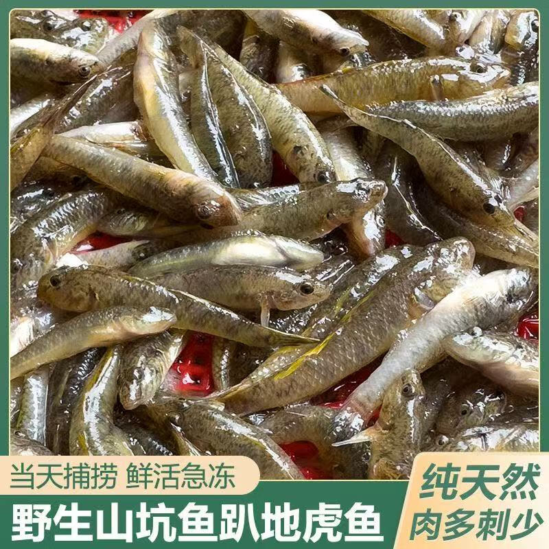 微山湖新鲜山根鱼小黄鱼活鱼山坑鱼趴地虎沙里爬生态小河鱼小杂鱼