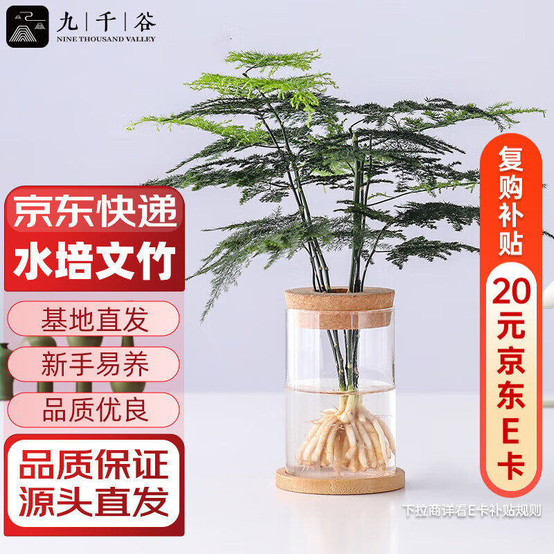 ��ǧ��ˮ��ֲ���������ڹ�Ҷֲ��������ֲ���ܺ�����ƿ����Դͷֱ��