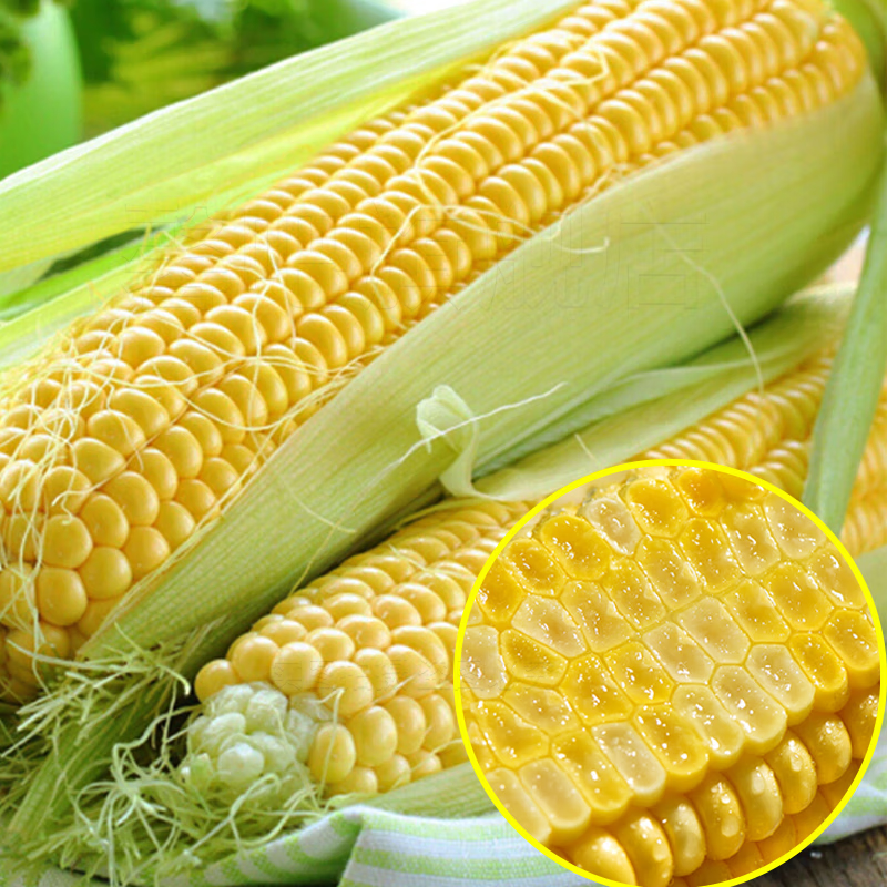 【云南高原玉米】新鲜甜嫩水果玉米棒 – 仅售5元