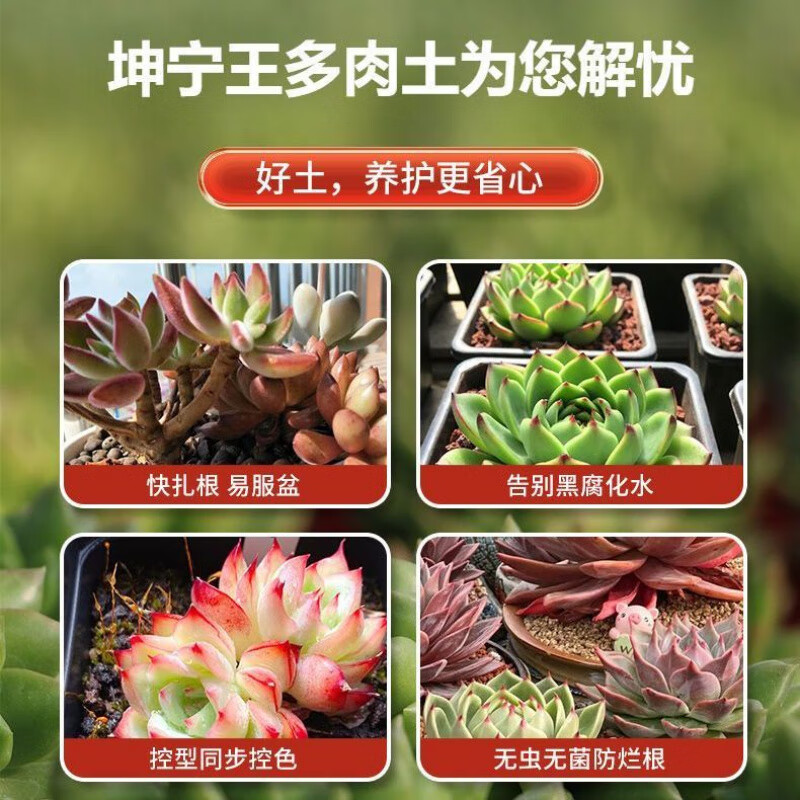 坤寧王多肉營(yíng)養土顆粒專(zhuān)用土壤種植多肉土養花通用型泥炭植物花土鋪面石 多肉顆粒土5斤51%-成株