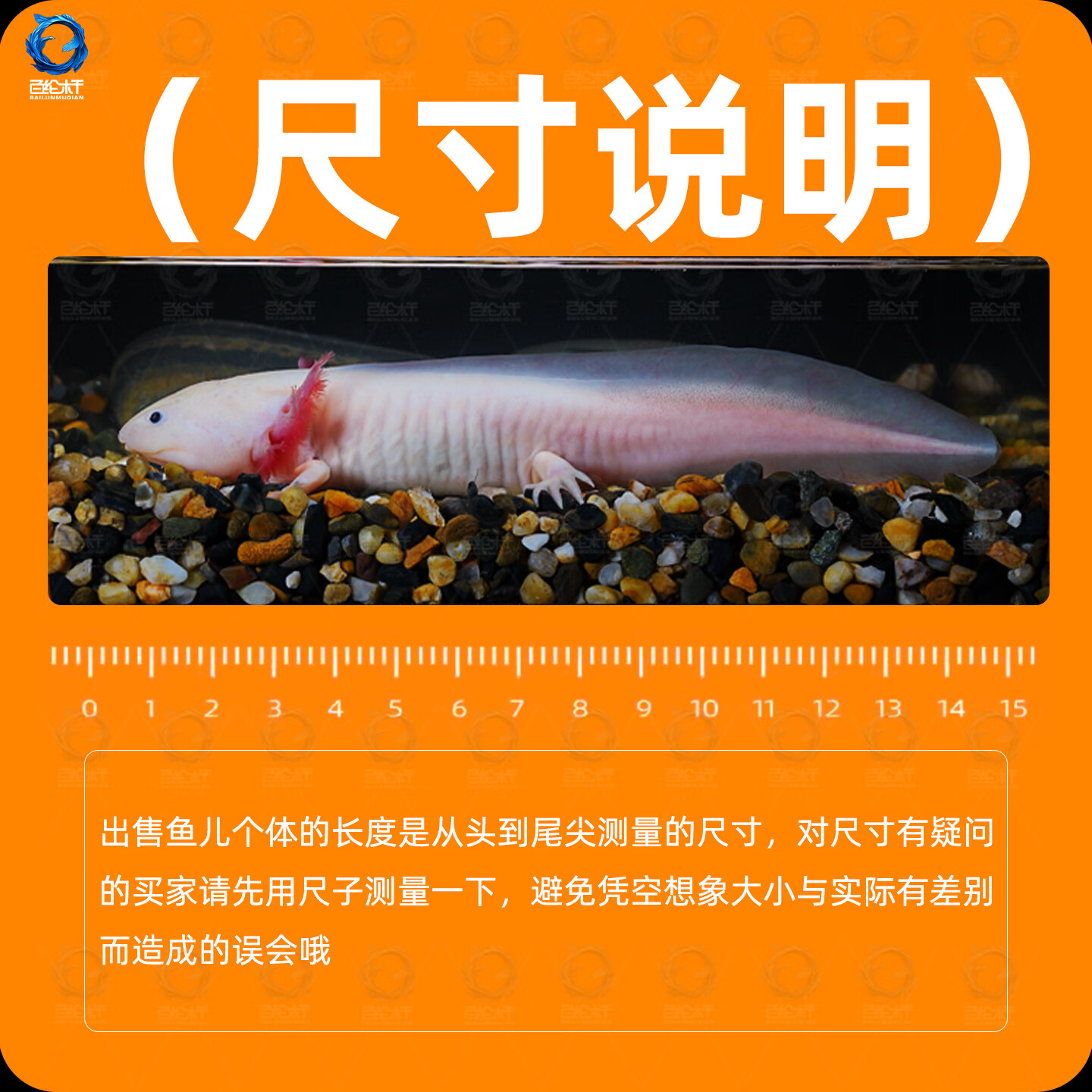 百纶木千六角恐龙鱼观赏鱼耐活鱼冷水鱼蝾螈活体六角龙小鱼网红淡水鱼观赏 4-7cm粉白+黄金六角共2只 送粮