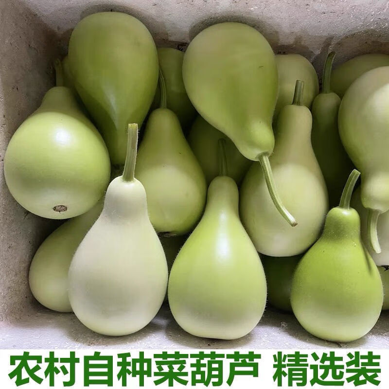 云南新鲜葫芦瓜瓢瓜食用菜葫芦甜葫芦时令蔬菜嫩圆葫芦梁河特产 1斤新鲜葫芦瓜可以炒菜炖肉