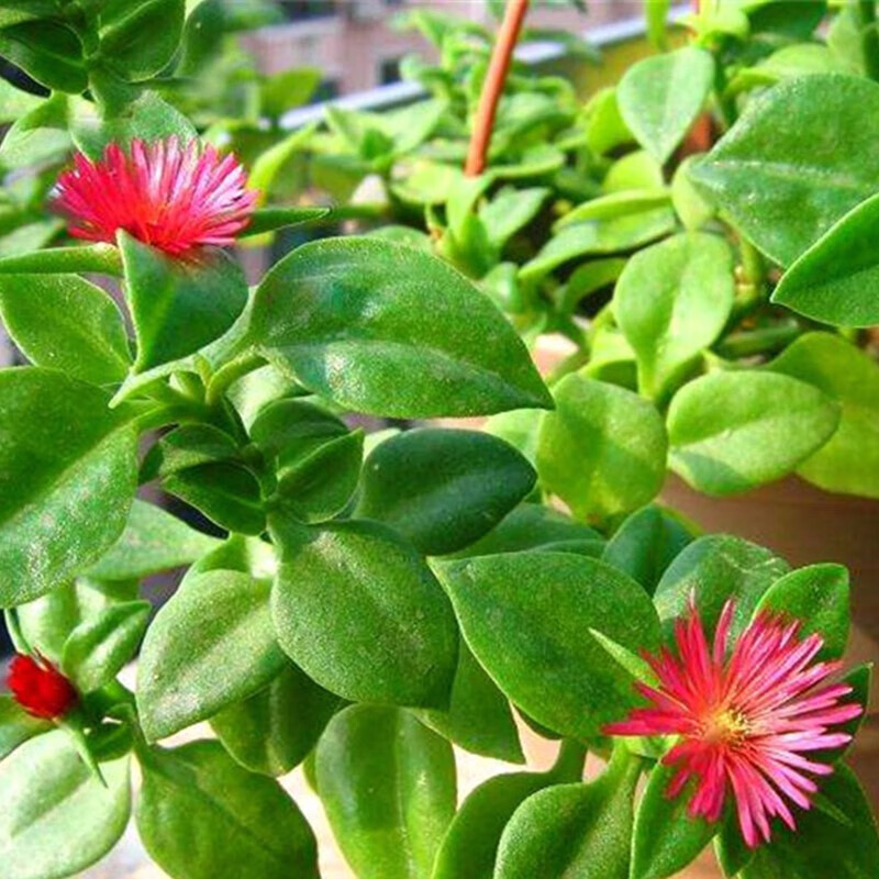 【穿心莲种子】四季播种菜用阳台盆栽四季播田七三七蔬菜种子 [原厂彩包][约8g]100粒