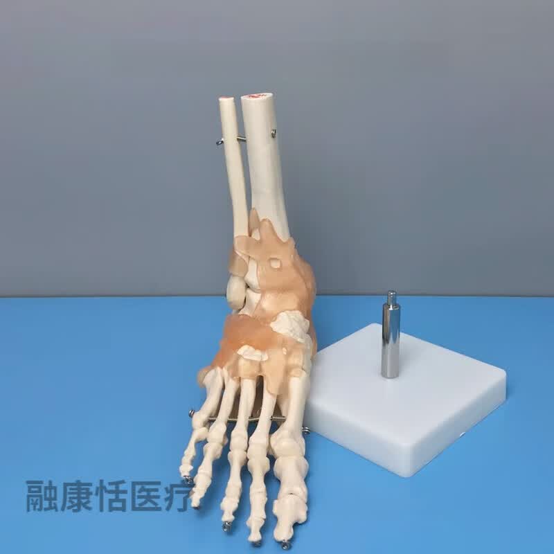 人体足部骨骼教学模型 脚骨模型人体脚踝关节附韧带脚掌部骨骼结构